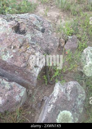 Westliche Schwarzhalsgarterschlange (Thamnophis cyrtopsis cyrtopsis) Reptilia Stockfoto