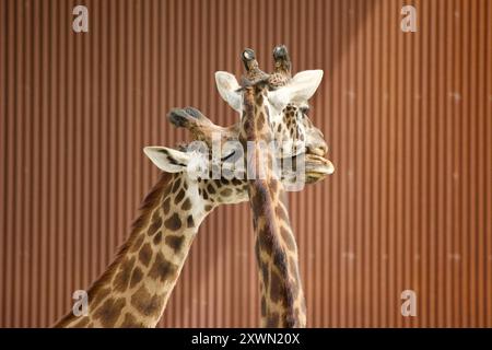 Zwei Giraffen haben einen intimen Moment, der sich gegenseitig anschmiegt. Stockfoto