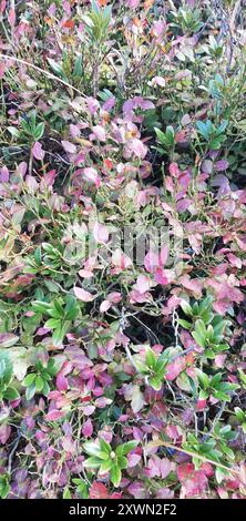 MoorHeidelbeere (Vaccinium uliginosum) Plantae Stockfoto