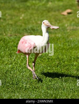 Rosenlöffelschnabel, der über Gras läuft Stockfoto