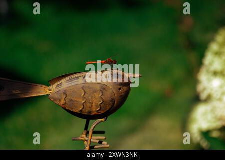 Rote Libelle, die auf dekorativem Metallvogel im Sommergarten auf einem Rasen mit grünem Gras sitzt. Gartendekor. Makroinsekt auf der Sommernatur. Stockfoto