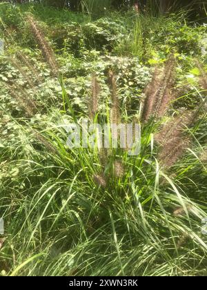 Chinesisches Pennisetum (Cenchrus alopecuroides) Plantae Stockfoto