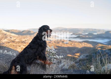 Ein Gordon Setter steht auf einem Bergweg mit Blick auf die malerische Landschaft. Stockfoto