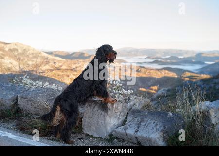 Ein Gordon Setter steht auf einem Bergweg mit Blick auf ein malerisches Tal im Hintergrund. Stockfoto