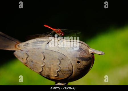 Rote Libelle, die auf dekorativem Metallvogel im Sommergarten auf einem Rasen mit grünem Gras sitzt. Gartendekor. Makroinsekt auf der Sommernatur. Stockfoto