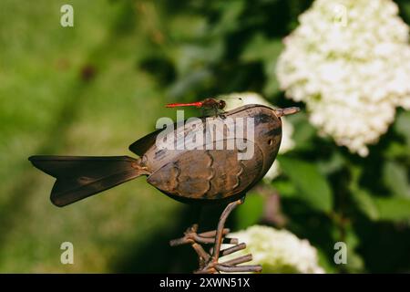 Rote Libelle, die auf dekorativem Metallvogel im Sommergarten auf einem Rasen mit grünem Gras sitzt. Gartendekor. Makroinsekt auf der Sommernatur. Stockfoto