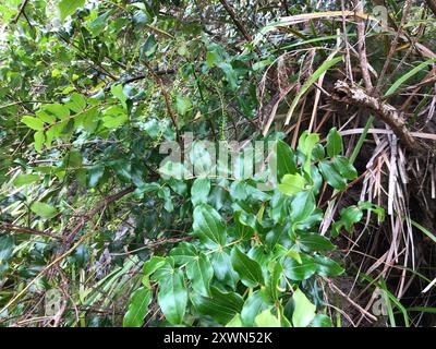 Baum Tutu (Coriaria arborea) Plantae Stockfoto
