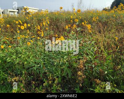 Mehrjährige Sonnenblume (Helianthus x laetiflorus) Plantae Stockfoto