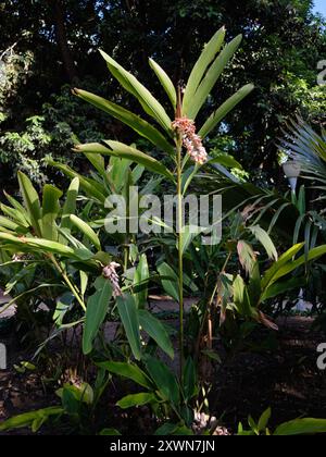 Alpinia zerumbet, Ingwer im El Parque de Málaga, Südspanien. Stockfoto