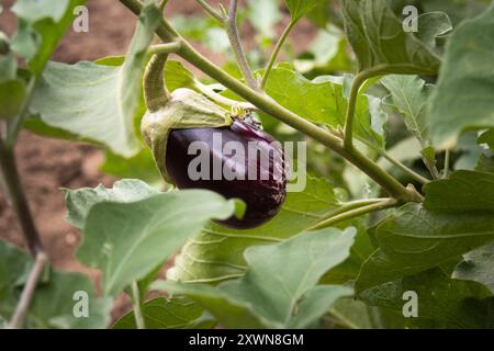 Eine violette Aubergine hängt an einer Pflanze Stockfoto