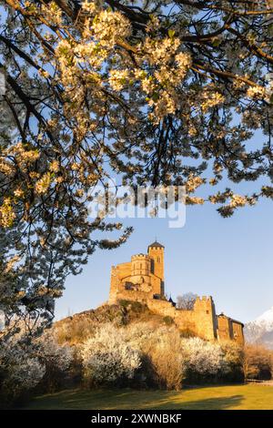 Landschaftsblick auf die Valere Basilika in Sion bei Sonnenaufgang, mit natürlichen weißen Blumen im Frühling Stockfoto