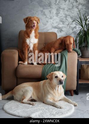 Eine freundliche Versammlung von vier Hunden, eine harmonische Mischung zu Hause. Ein Labrador, Vizsla, Nova Scotia Duck Tolling Retriever und Jack Russell Terrier kommen Stockfoto