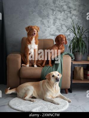 Eine freundliche Versammlung von vier Hunden, eine harmonische Mischung zu Hause. Ein Labrador, Vizsla, Nova Scotia Duck Tolling Retriever und Jack Russell Terrier kommen Stockfoto