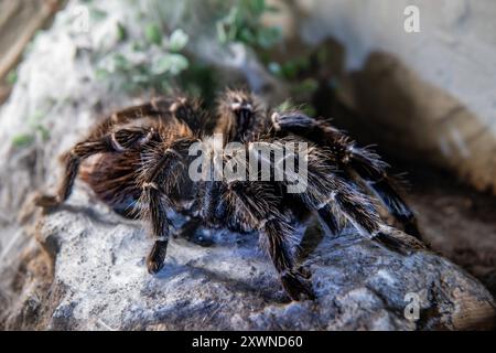 Vogelspinne im Terrarium in der Ausstellung der Spinnen im Noctalis, Fledermauszentrum Bad Segeberg Vogelspinnen im Terrarium *** Tarantula im Terrarium in der Ausstellung der Spinnen in Noctalis, Fledermauszentrum Bad Segeberg Taranteln im Terrarium 20240813-DSC 4481 Stockfoto