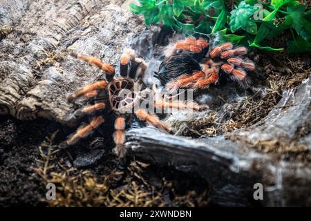 Vogelspinne nach der Häutung im Terrarium in der Ausstellung der Spinnen im Noctalis, Fledermauszentrum Bad Segeberg Vogelspinnen im Terrarium *** Tarantula nach dem Malen im Terrarium in der Ausstellung der Spinnen in Noctalis, Fledermauszentrum Bad Segeberg Taranteln im Terrarium 20240813-DSC 4605 Stockfoto