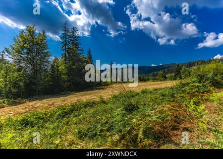 Alte Bäume, die im Wald in den Bergen gehauen wurden, bereiteten Treibstoff für den Winter vor, heizten das Haus mit Holz Stockfoto