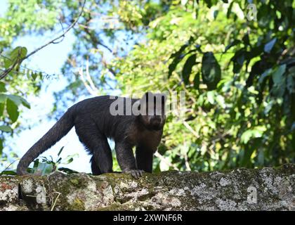 Schwarzer Kapuziner (Sapajus nigritus), auch bekannt als Schwarzhörner Kapuziner, im Botanischen Garten in Rio de Janeiro Stockfoto