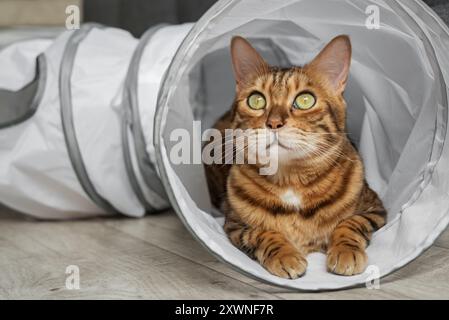 Bengalische Katze in einem Katzentunnel. Katze und Zubehör für die Freizeit der Katze. Stockfoto