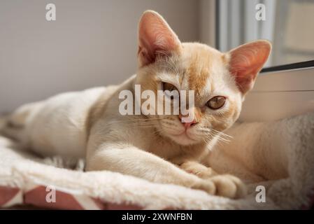 Burmesische rote Kätzchen, die auf der Fensterbank ruhen. Die Katze liegt auf einem Katzenbett am Fenster. Stockfoto