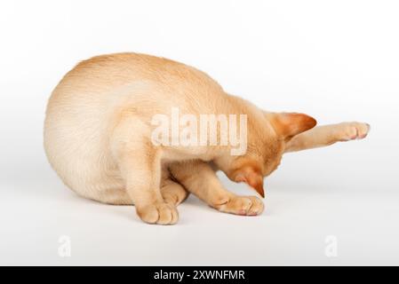 Rote burmesische Kätzchen, die sich auf weißem Hintergrund waschen. Studio-Aufnahme einer süßen kleinen burmesischen Katze. Stockfoto