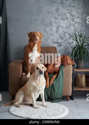 Eine freundliche Versammlung von vier Hunden, eine harmonische Mischung zu Hause. Ein Labrador, Vizsla, Nova Scotia Duck Tolling Retriever und Jack Russell Terrier kommen Stockfoto