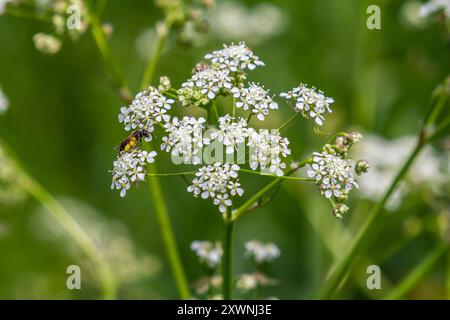 Weiße Chaerophyllum aureum-Pflanze mit glattem Bokeh. Stockfoto