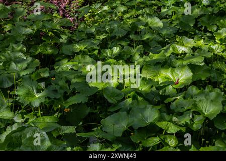 Strukturierte Blätter und rosafarbene Blütenstände der Petasites pyrenaicus-Pflanze. Stockfoto