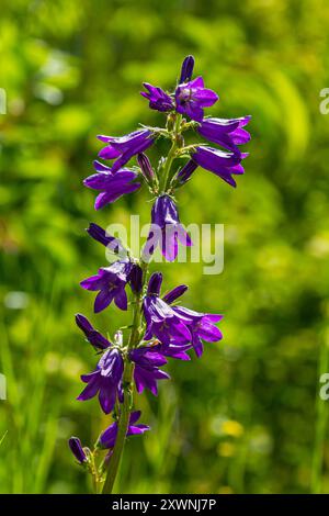 Violette Blüten der Glockenblume Campanula sibirica. Stockfoto