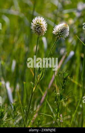 Trifolium montanum, Bergklee Wiese im Sommer. Sammeln von Heilkräutern für die nicht-traditionelle Medizin. Weichzeichner. Stockfoto