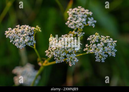 Weiße Chaerophyllum aureum-Pflanze mit glattem Bokeh. Stockfoto