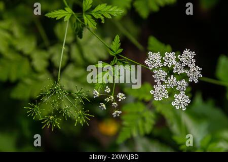 Weiße Chaerophyllum aureum-Pflanze mit glattem Bokeh. Stockfoto