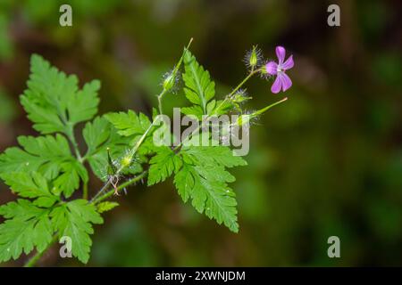 Wilde Geranienpflanze mit lila Blüte, Geranium himalayense. Stockfoto