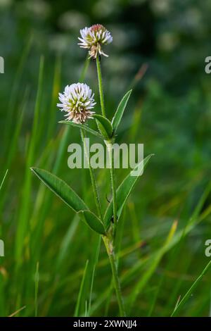 Trifolium montanum, Bergklee Wiese im Sommer. Sammeln von Heilkräutern für die nicht-traditionelle Medizin. Weichzeichner. Stockfoto