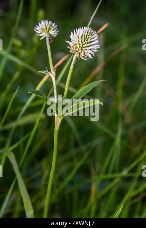 Trifolium montanum, Bergklee Wiese im Sommer. Sammeln von Heilkräutern für die nicht-traditionelle Medizin. Weichzeichner. Stockfoto