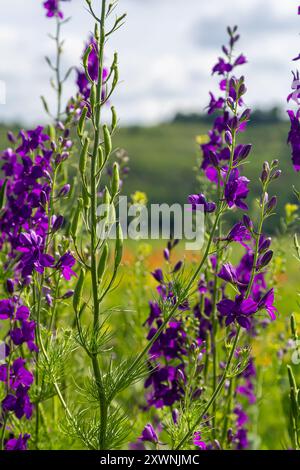 Consolida orientalis. Östlicher Larkspur. Helle lila Blumen auf einer grünen Wiese. Stockfoto