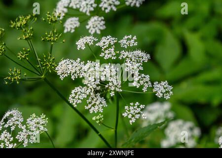 Chaerophyllum aureum Goldener Kerbel Goldener Kerbel. Stockfoto