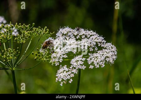 Weiße Blütenstände und grüne Blätter der Pflanze Aethusa cynapium. Stockfoto