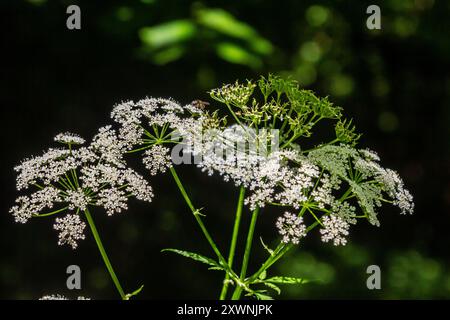 Chaerophyllum hirsutum roseum - rosafarbene Dolden des haarigen Kerbels. Stockfoto