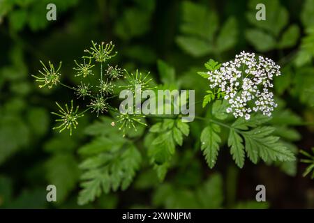 Chaerophyllum aureum Goldener Kerbel Goldener Kerbel. Stockfoto