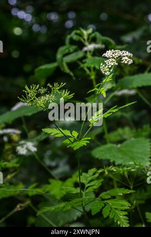 Weiße Chaerophyllum aureum-Pflanze mit glattem Bokeh. Stockfoto