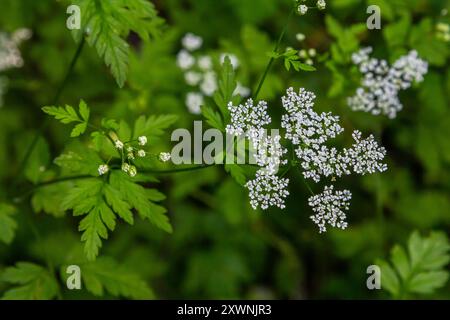 Weiße Chaerophyllum aureum-Pflanze mit glattem Bokeh. Stockfoto