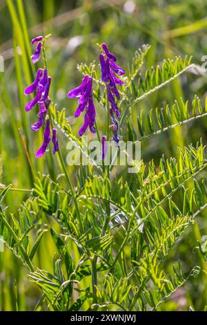 Wicken, vicia cracca wertvolle Honigpflanze, Futter und Heilpflanze. Zerbrechliche lila Blüten im Hintergrund. Wollblüte oder Futterwuchsblüte in Frühlingsgar Stockfoto