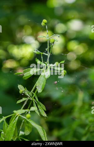 Samen und Blätter der Aparin- oder Stickybud-Pflanze galium. Stockfoto