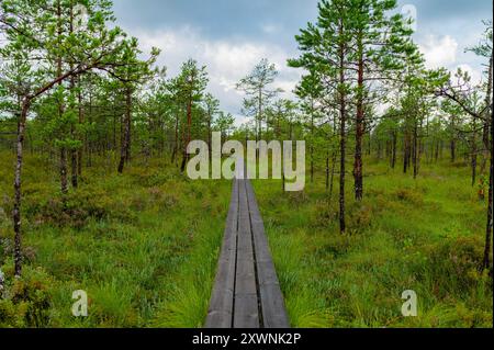 World Tourism Day, National Take a Hike Day. Langer Holzsteg durch den Wald in Estland. August Stockfoto