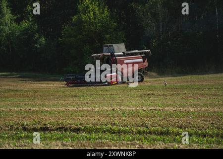 Der Mähdrescher arbeitet auf dem Feld. Der Mähdrescher erntet Weizen Stockfoto
