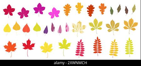 Herbstlaub auf weißem Hintergrund, Vektor Stock Vektor