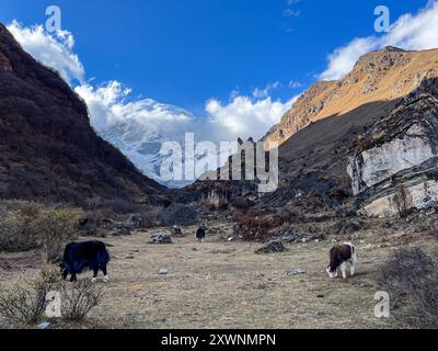 Yaks (Bos grunniens), die vor historischen Festungsruinen weiden, mit Mt Jomolhari in der Ferne, Jigme Dorji Nationalpark, Bhutan Stockfoto