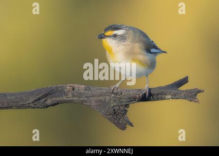 Nahaufnahme eines wild gestreiften Pardaloten (Pardalotus striatus), der auf einem Ast in Australien thront Stockfoto