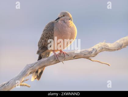 Porträt einer wilden gefleckten Taube (Spilopelia chinensis), die auf einem Ast vor einem blauen Himmel thront, Australien Stockfoto