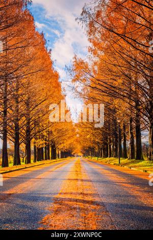 Bäume mit Orangenblättern entlang einer geraden Straße im Herbst, Shiga, Kansai, Honshu, Japan Stockfoto